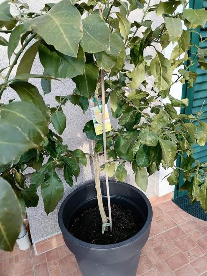 Ferienwohnung Dairos Mali Lošinj Exterior foto
